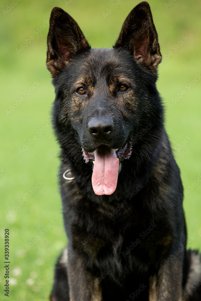 German shepherd portrait, young dog portraiture, animal photography, green background, dog wit tongue out