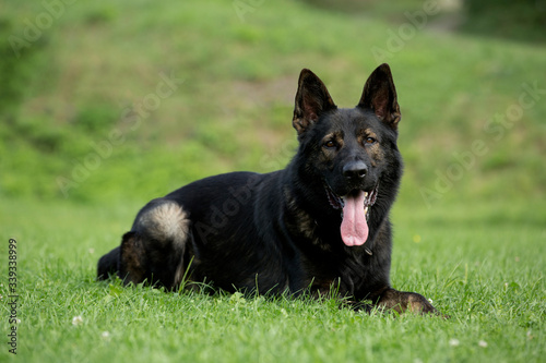 Fotografie German shepherd portrait, young dog portraiture, animal photography, green backg