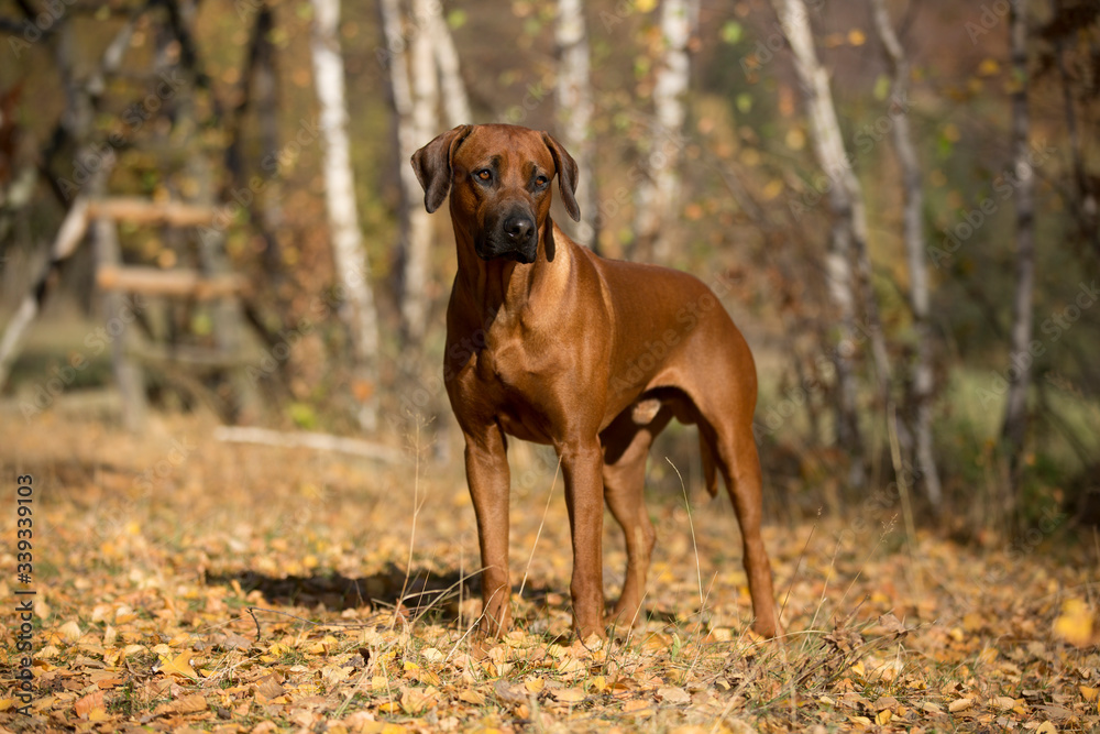 brown dog Rhodesian Ridgeback standing in autumn forest with fallen leaves and looking 