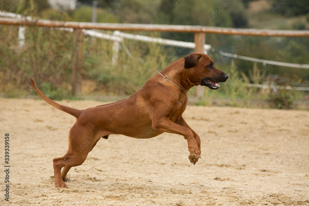 brown dog Rhodesian Ridgeback jumping and having fun on sand