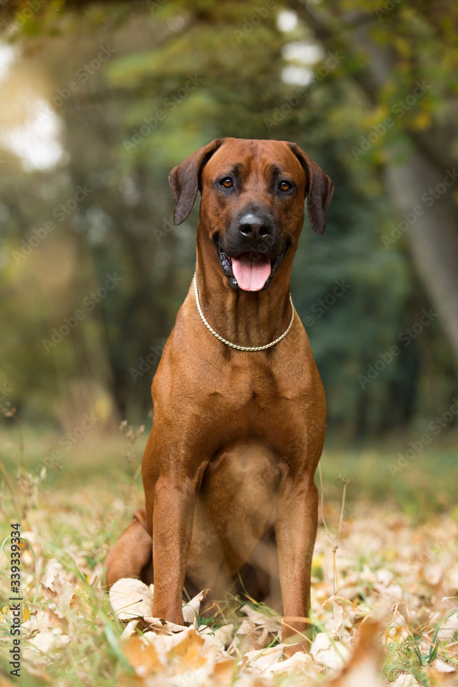 brown dog Rhodesian ridgeback sitting on green grass with green background 