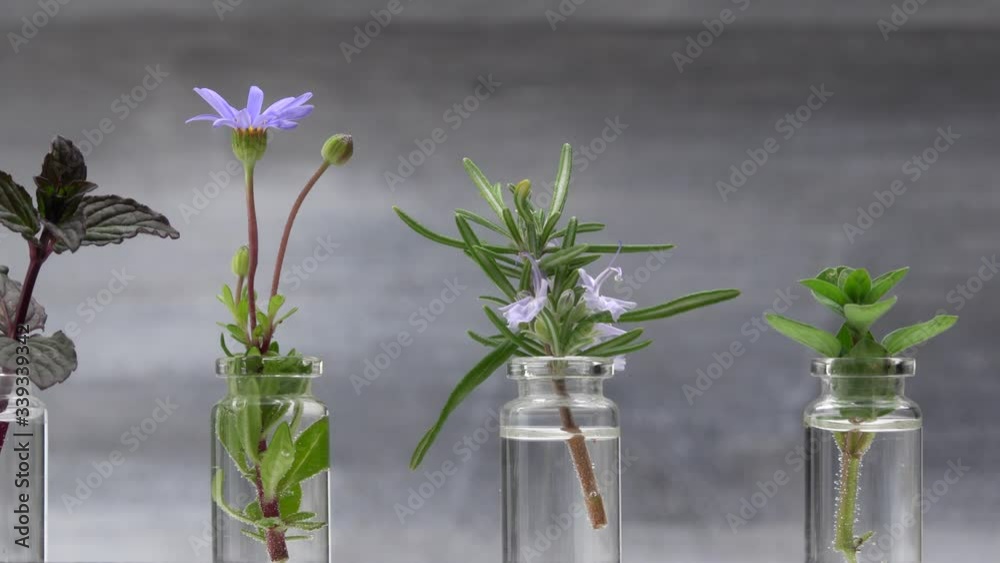 Homegrown and aromatic herbs on rustic background with rosemary in small bottles