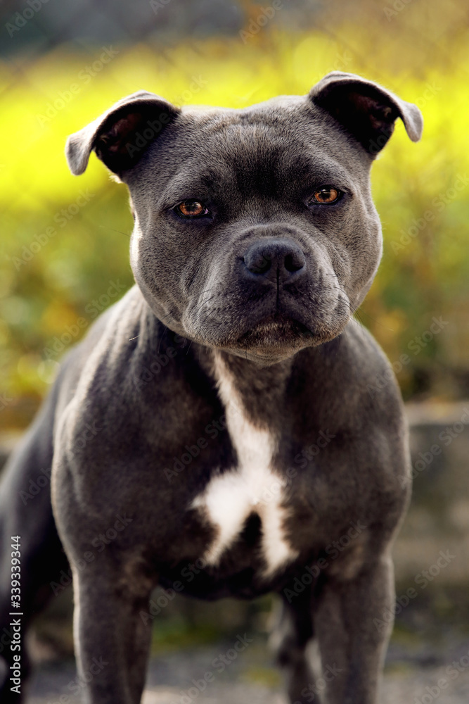 Grey Staffordshire bull terrier portrait on green blurry background by sunlight 