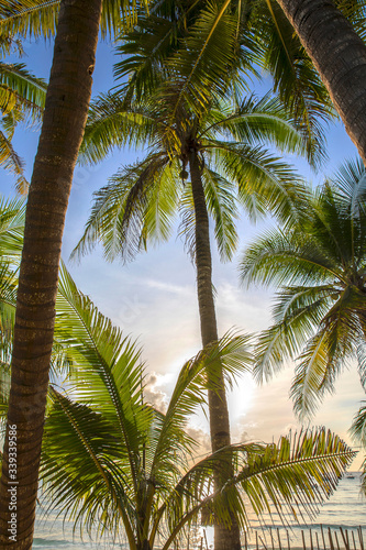 White Beach and Palm Tree  Boracay island  Philippines.