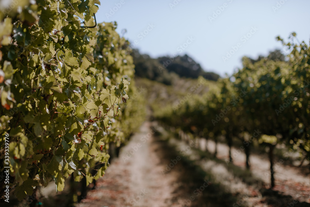 White wine vineyard with grape clusters