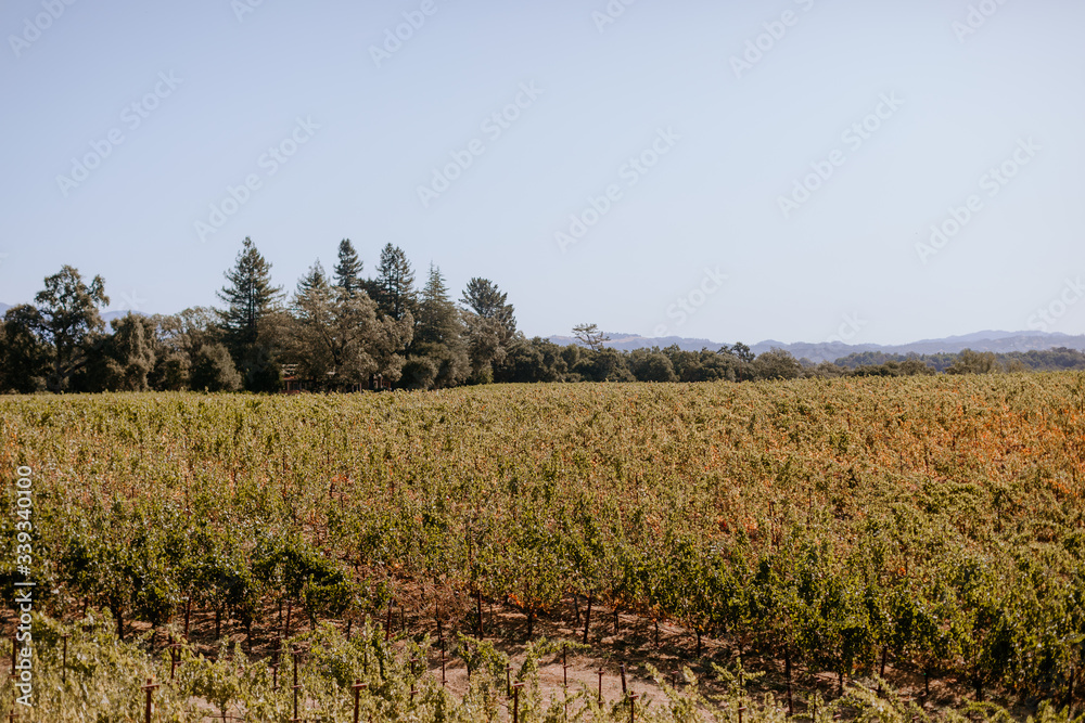 Wine country vineyard landscape during crush Wine country vineyard landscape during crush