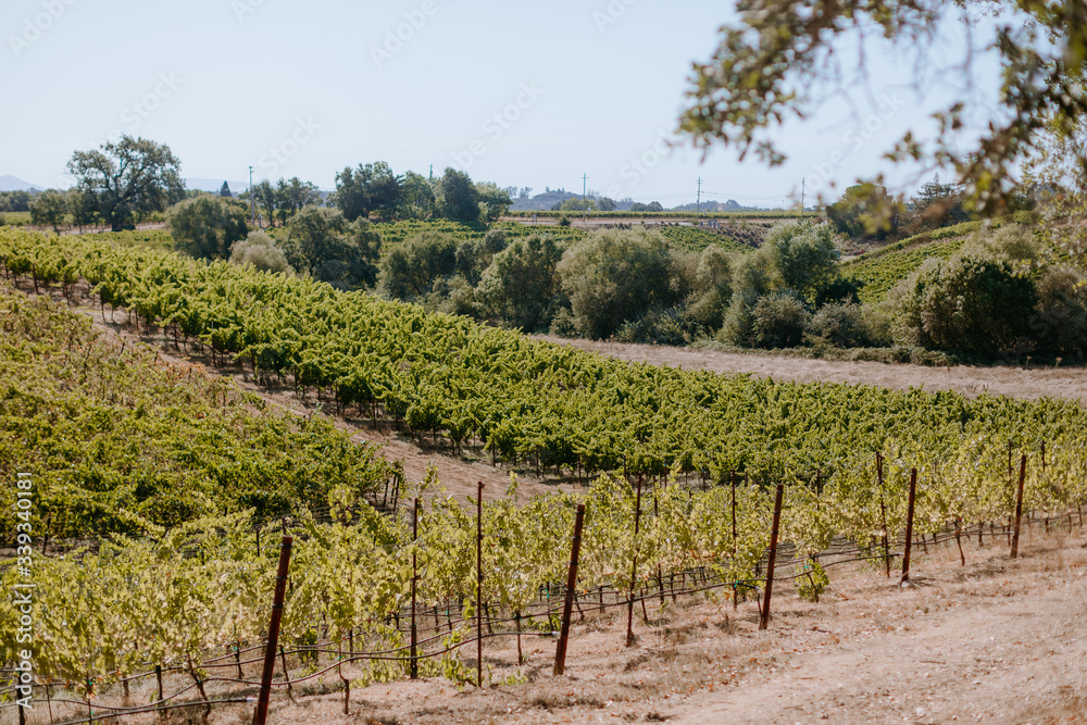 Wine country vineyard landscape during crush