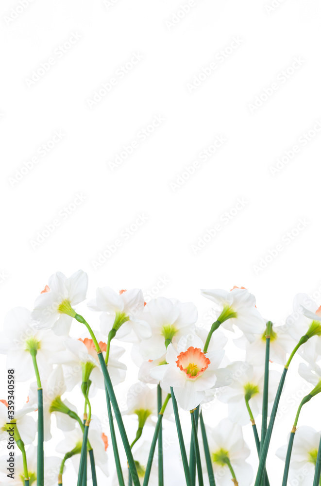 Close up of Fresh White and Pink Daffodils