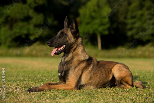 Tablou pe pânză beautiful Belgian malinois dog walking, sitting and lying on grass and jumping o