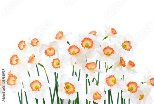 Close up of Fresh White and Pink Daffodils © Anna Hoychuk