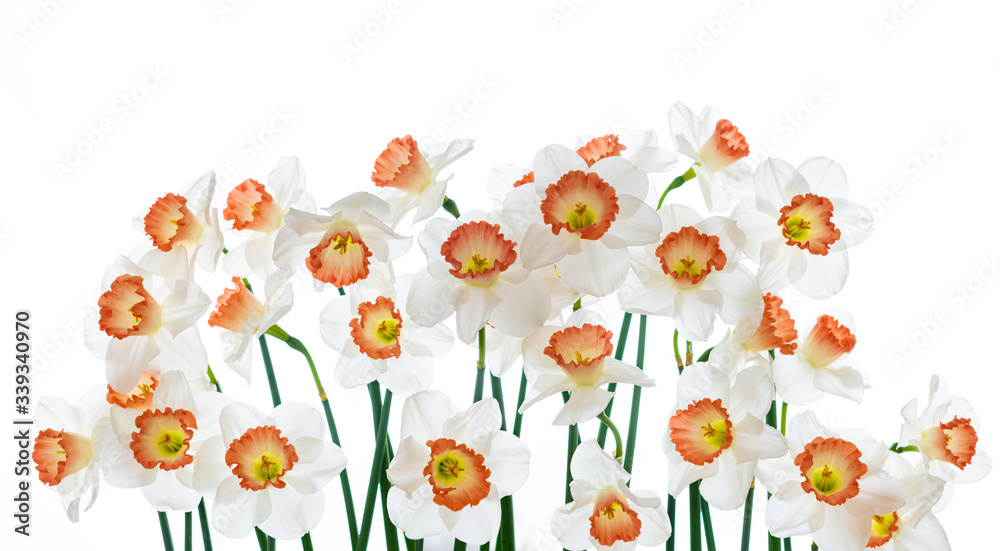 Close up of Fresh White and Pink Daffodils