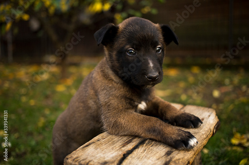 adorable Belgian Malinois puppy stands on bench photo