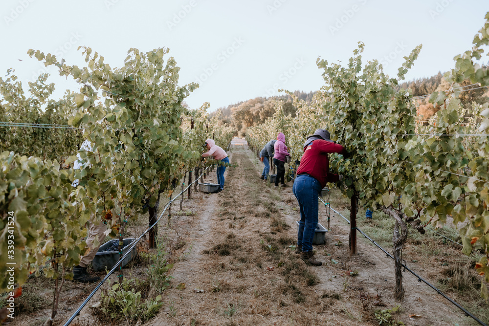 Female vineyard workers harvest red grapes at first light in Healdsburg.