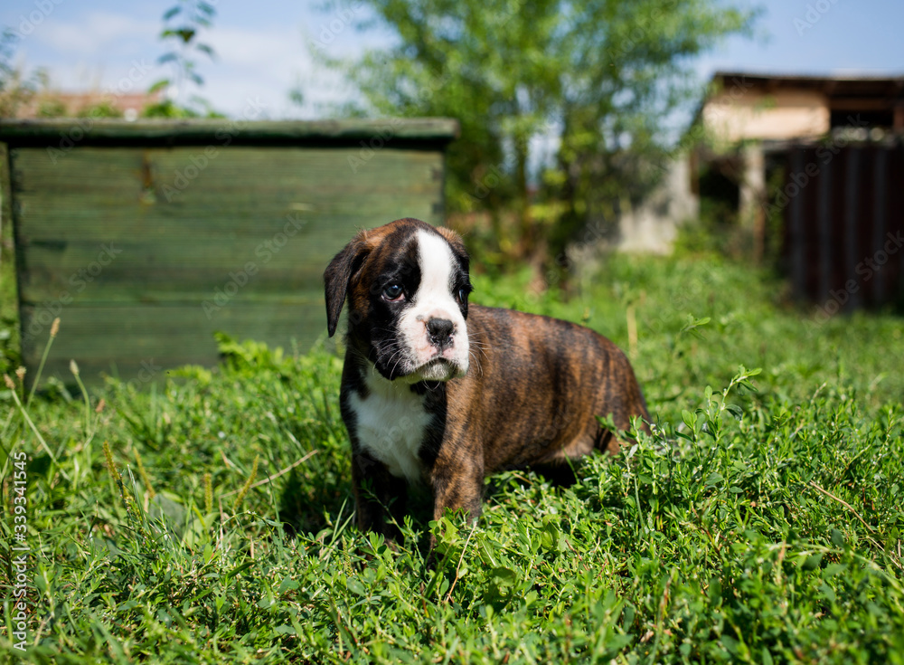 Cute boxer puppies sitting in garden 