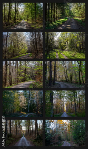Zusammenstellung  Waldwege im Fr  hjahr   Fr  hlingswald   frisches Gr  n   Blattaustrieb    Collage    forest tracks in spring 2x5