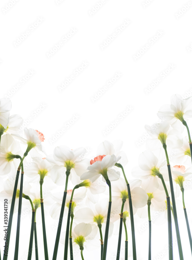 Close up of Fresh White and Pink Daffodils Close up of Fresh White and Pink Daffodils