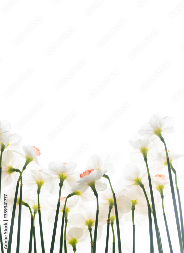 Close up of Fresh White and Pink Daffodils Close up of Fresh White and Pink Daffodils
