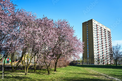 Blooming cherry trees and a multi-storey residential house during spring in Poznan.