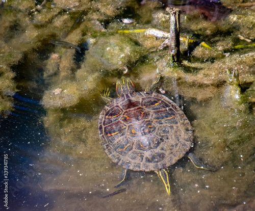 Box Turtles in swamp mud in Riverwalk Boardwalk in Roswell Georgia.