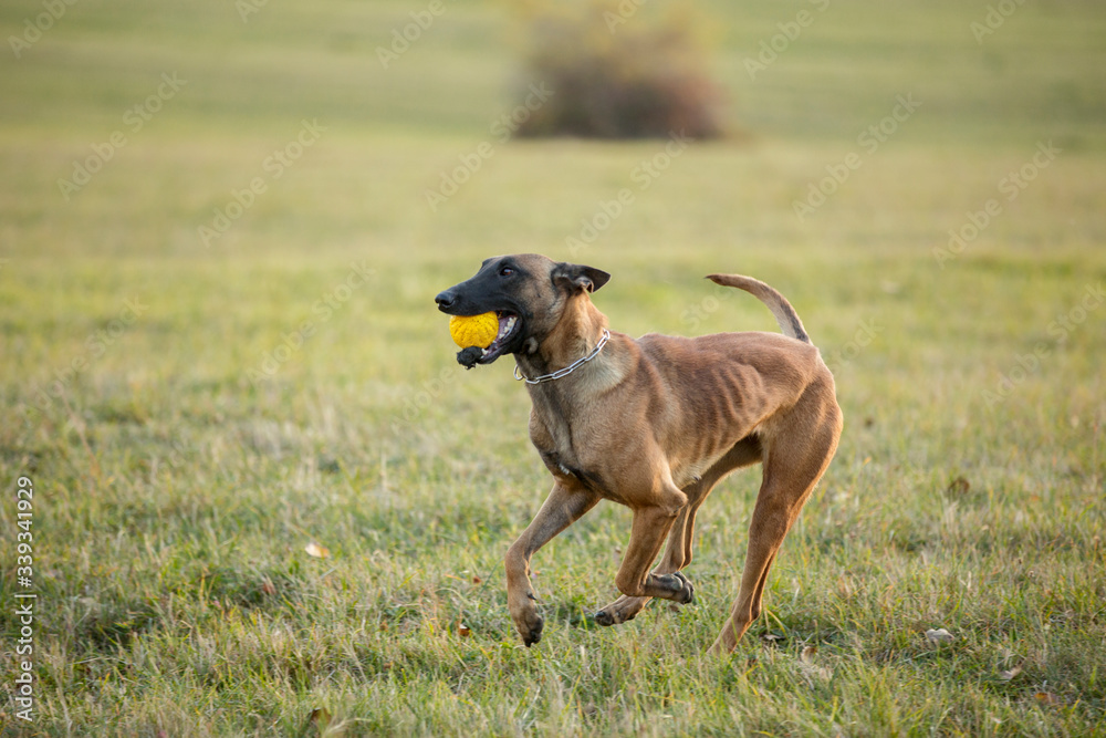 brown dog Belgian Malinois running with ball 
