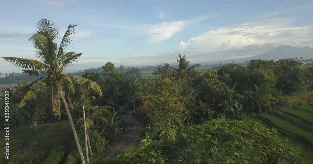 Aerial view of palm in rice fields, Ubud, Bali, Indonesia Aerial view of palm in rice fields, Ubud, Bali, Indonesia