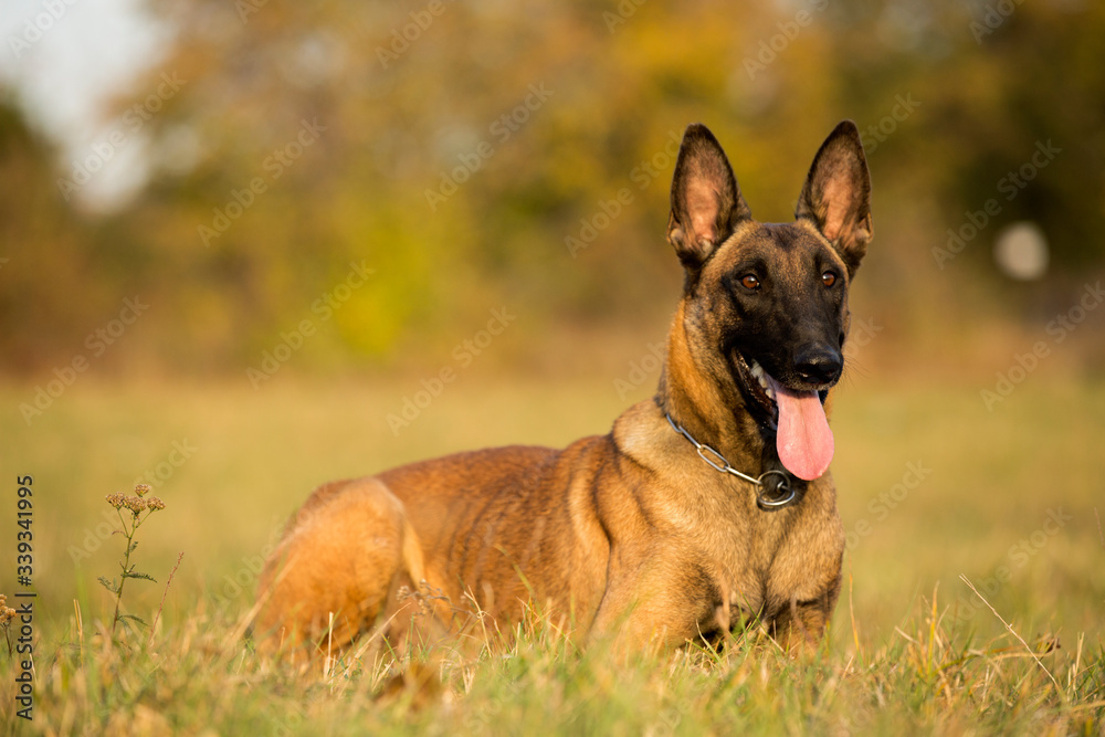 brown dog Belgian Malinois with tongue out lying in grass by autumn sunset brown dog Belgian Malinois with tongue out lying in grass by autumn sunset