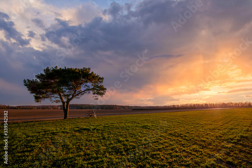 lonely tree in the field 