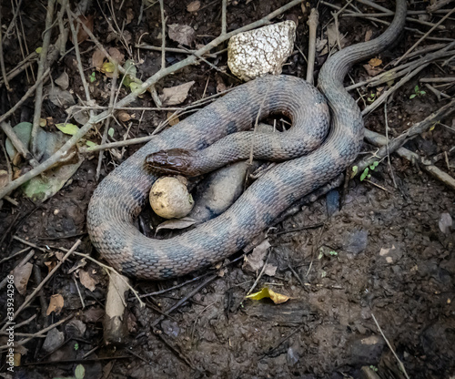 Slika na platnu Water-snake rapped around baseball in marsh at wildlife sanctuary in Roswell Geo