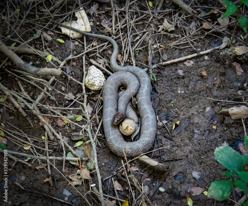 Slika na platnu Water-snake rapped around baseball in marsh at wildlife sanctuary in Roswell Geo