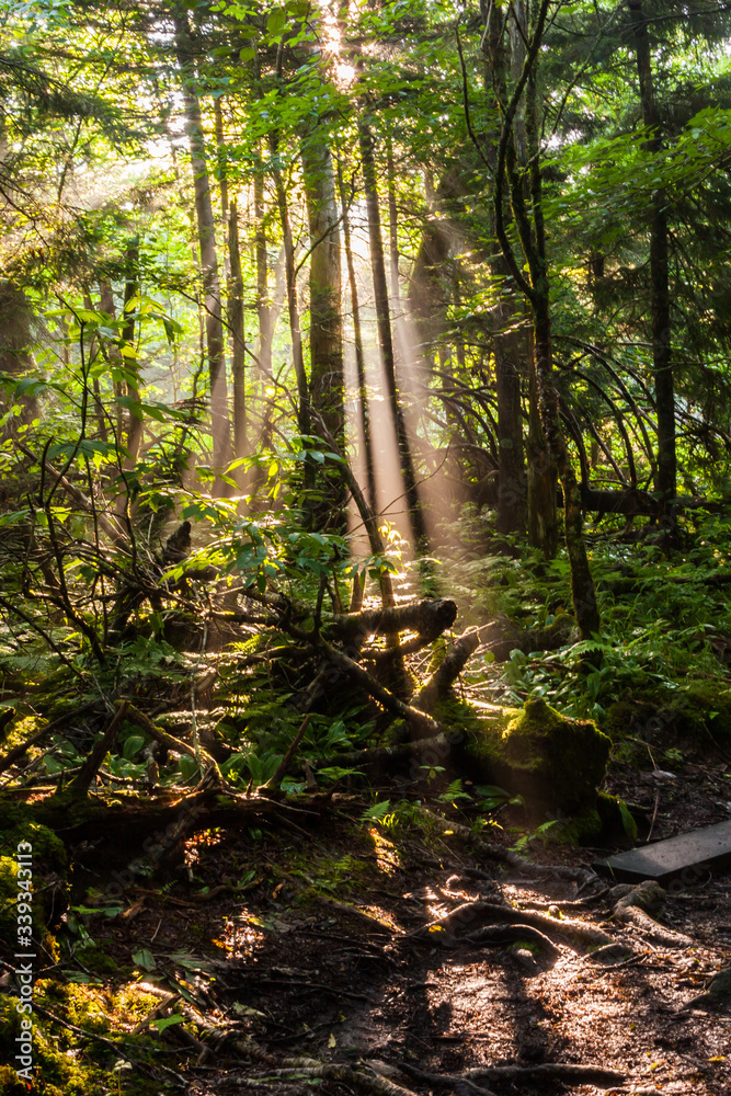 Obraz premium Sunbeams Through Hardwood Forest, Clingmans Dome, Great Smoky Mountains National Park, Tennesseee, USA