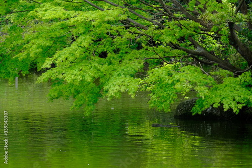 green leaves over pond