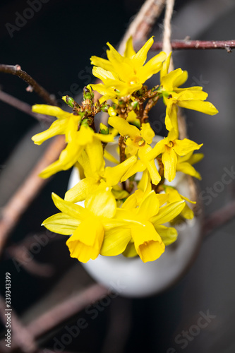 Ei gefüllt mit mit Forsythien