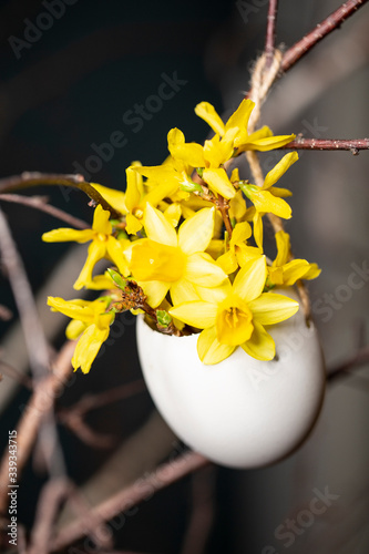 Ei gefüllt mit mit Forsythien