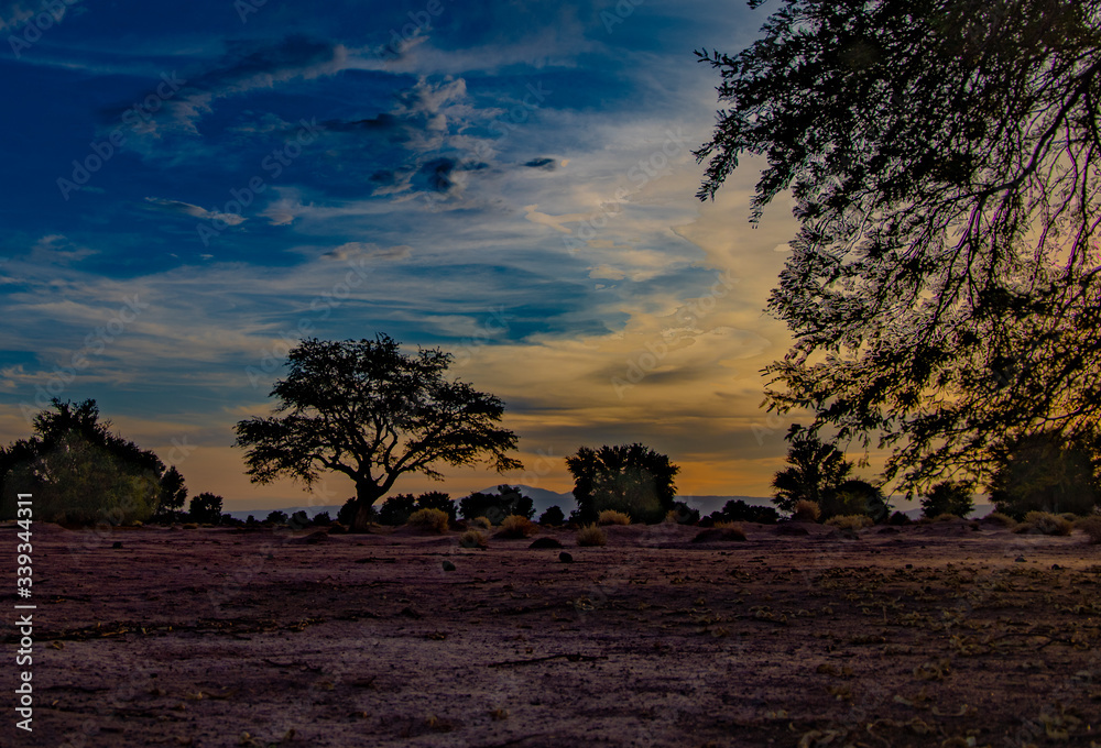 Desert tree Sunset