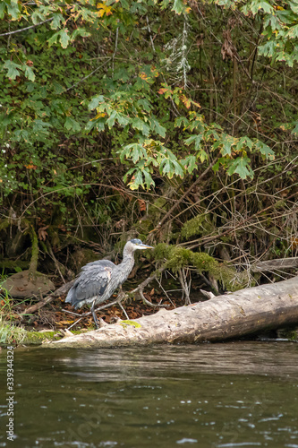 blue heron sitting on a log in a river