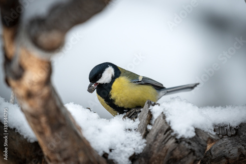 Bird Tit in forest, snowflakes and nice lichen branch near Baikal lake.