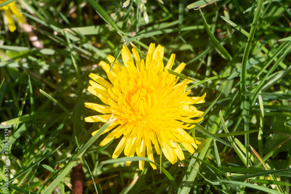 Yellow dandelion flower in a garden during spring Yellow dandelion flower in a garden during spring