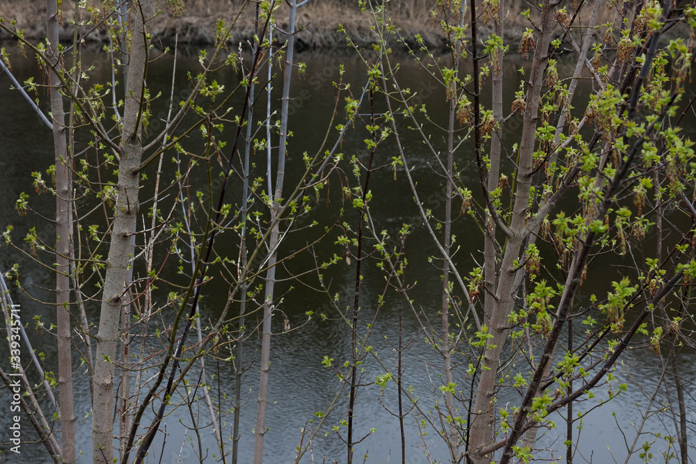 Spring trees branches with leaves water