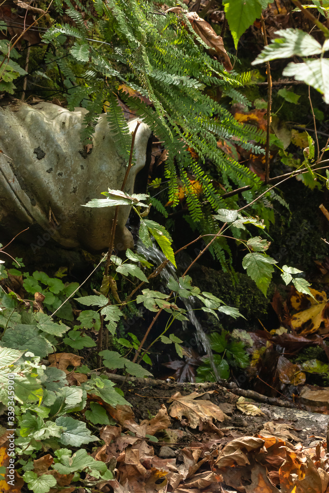 Obraz premium drainage pipe letting out water on forest floor