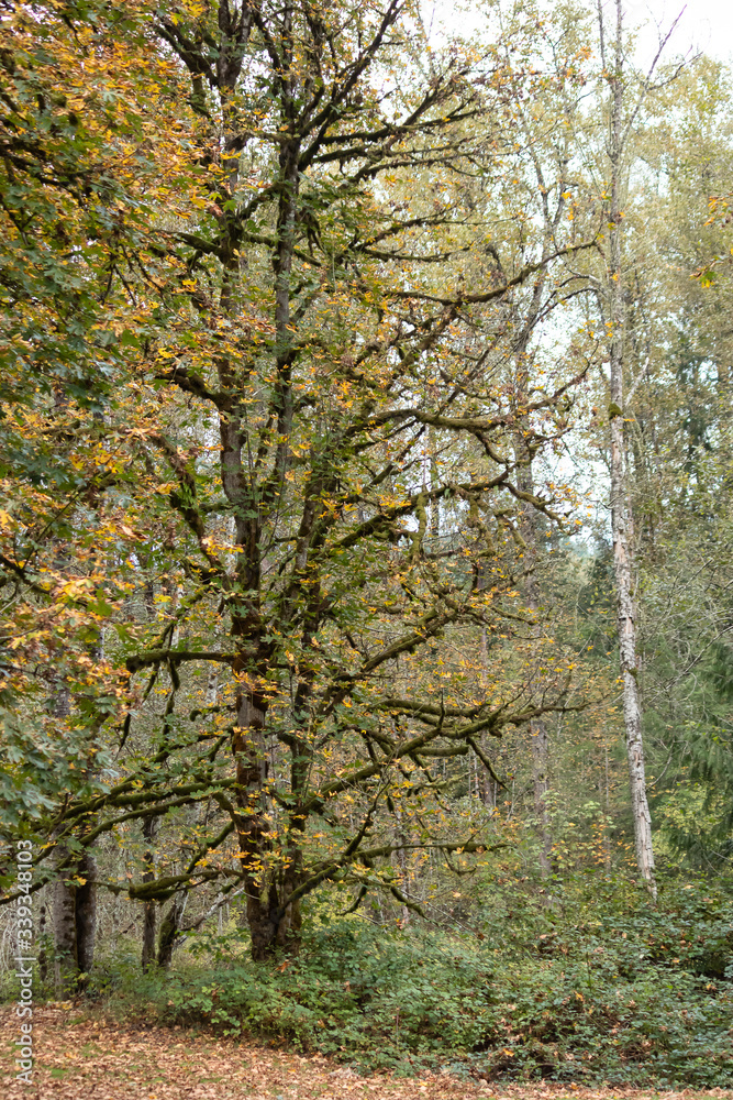 large autumn maple trees on the edge of the park