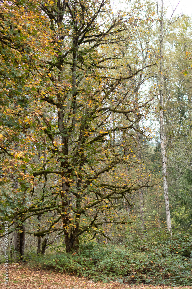 large autumn maple trees on the edge of the park large autumn maple trees on the edge of the park
