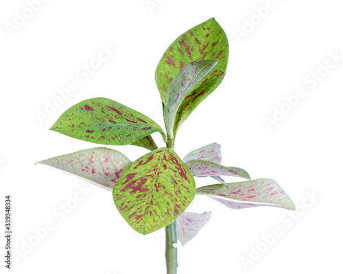 African Milk Bush (Euphorbia bicompacta var. rubra or Synadenium grantii) with green leaves with red spots isolated on white background photo