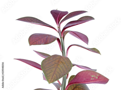 African Milk Bush (Euphorbia bicompacta var. rubra or Synadenium grantii) with red leaves isolated on white background photo