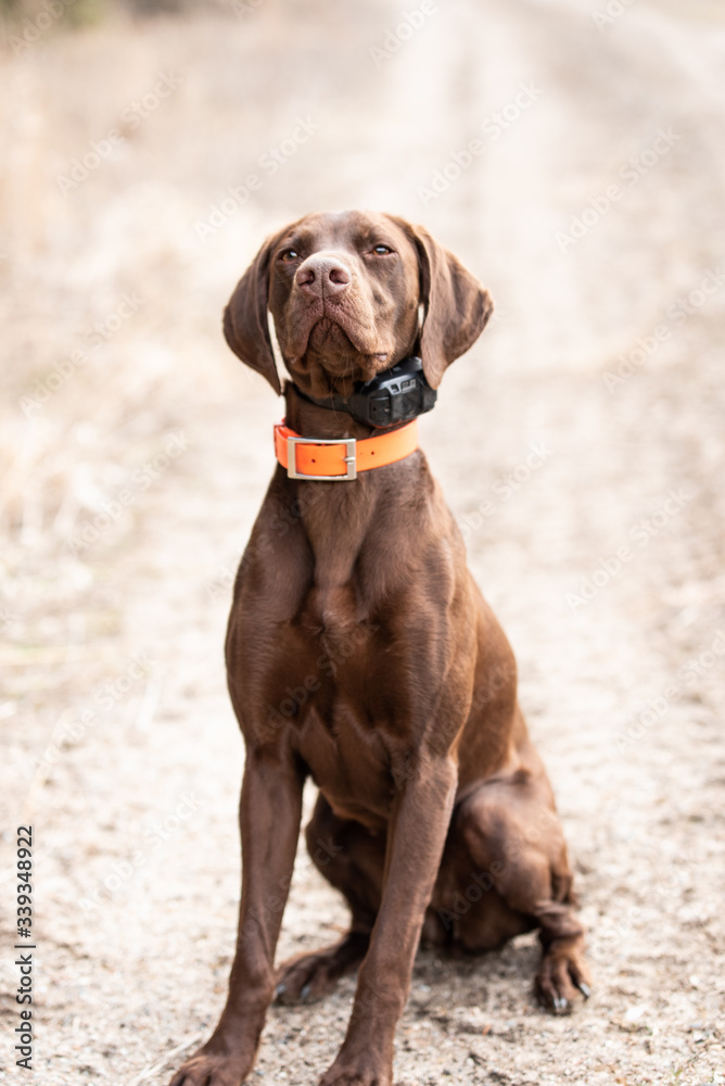 GSP Portrait