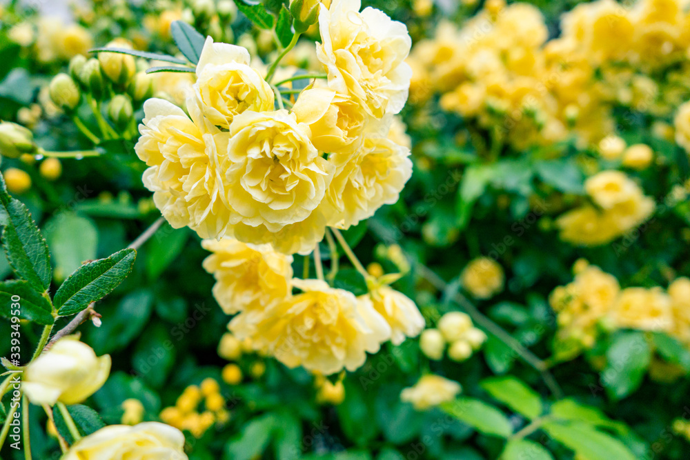 黄色のモッコウバラ