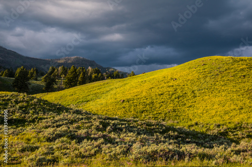 Wildflower Covered Foothills With Barronette Peak In The Distance, Lamar Valley, Yellowstone National Park, Wyoming, USA