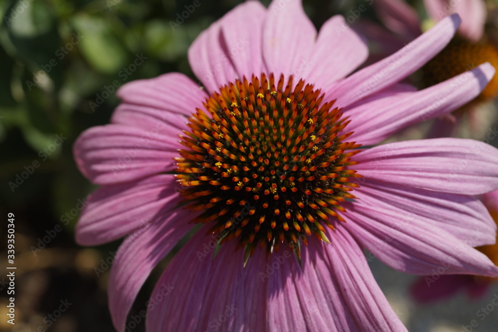 Blume