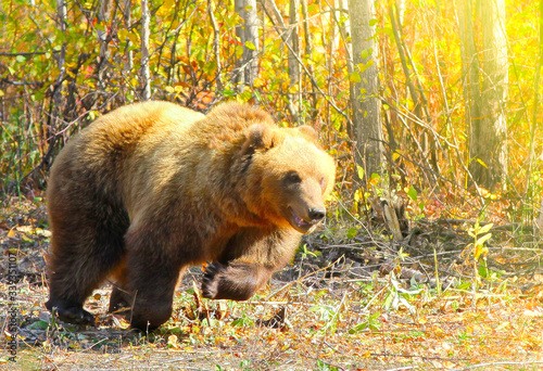 Brown Bear Ursus arctos running on the forest on Kamchatka