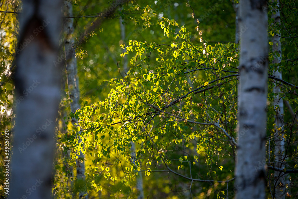 Fototapeta premium frisches Birkenlaub im Abendlicht | Birke | birch | Betula sp.