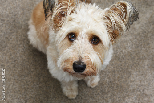 Foto Cute shaggy dog looking up at the camera taking its picture.